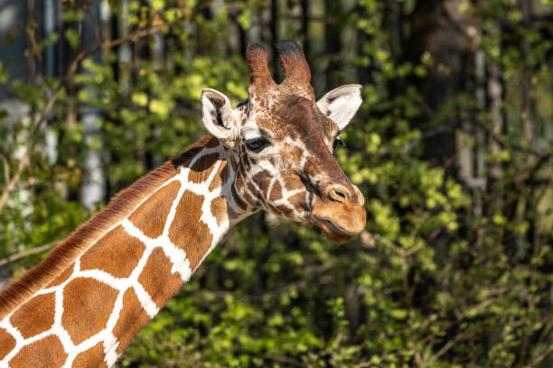 istock The giraffe, Giraffa camelopardalis is an African mammal 1395477404