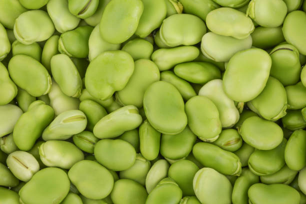 broad bean background stock photo