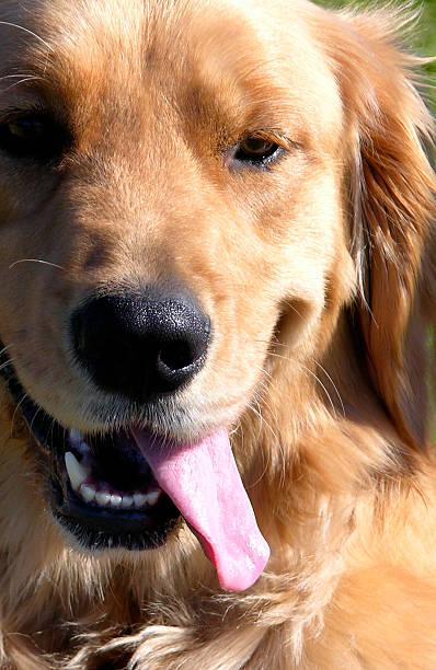 istock Always Friendly Golden Retriever 139547854