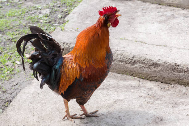 istock Crowing red rooster during walk on the farm yard 1395479271