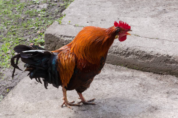 istock Crowing red rooster during walk on the farm yard 1395479303