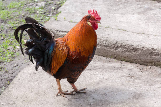 istock Red rooster walking on the farm yard 1395479310