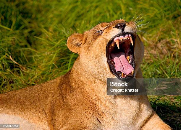 Lionessの歯 - たてがみのストックフォトや画像を多数ご用意 - たてがみ, アフリカ, インド