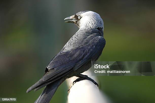 Pájaro Foto de stock y más banco de imágenes de Color negro - Color negro, Cuervo, Fotografía - Imágenes