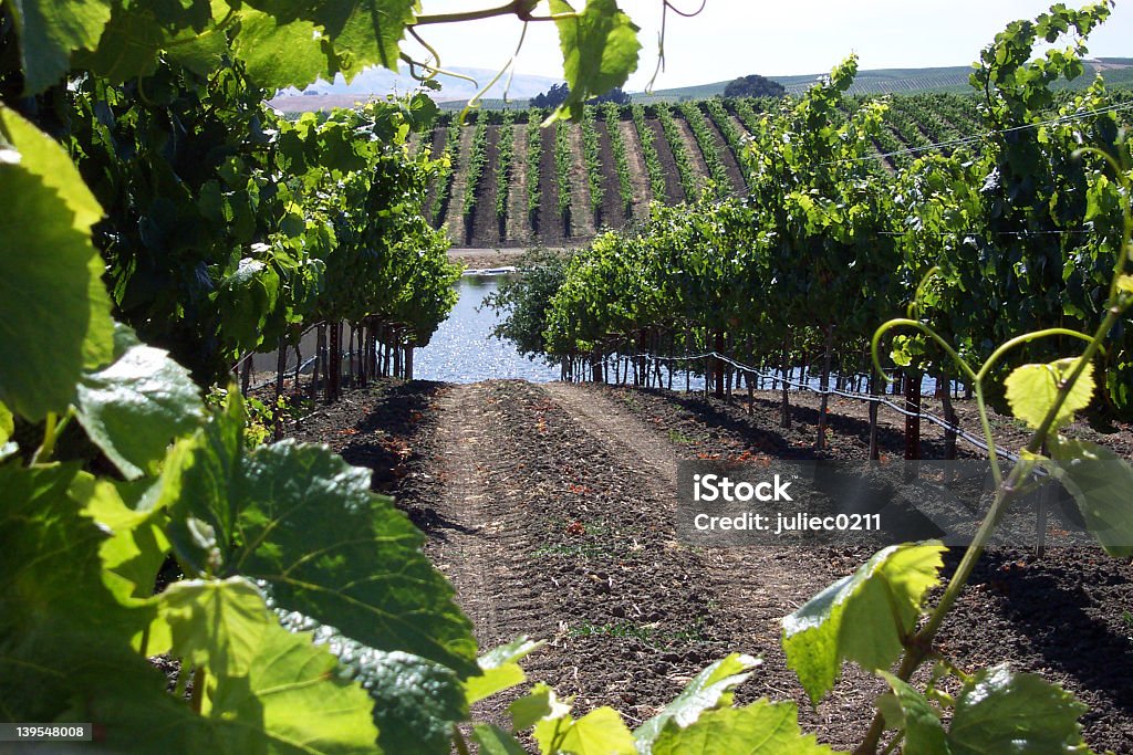 Vineyard with lake Napa vineyard with lake in background Sonoma County Stock Photo