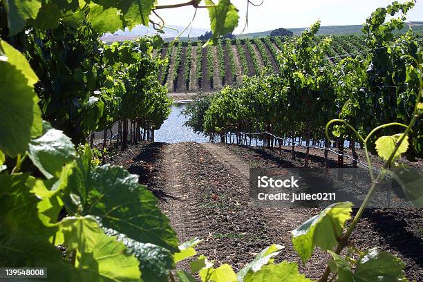 Vineyard With Lake Stock Photo - Download Image Now - Sonoma County, Vineyard, Agriculture