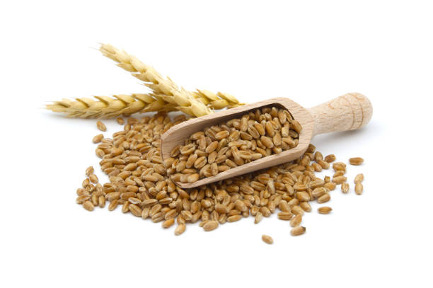istock Wheat grain seeds spilling from wooden scoop 1395480879