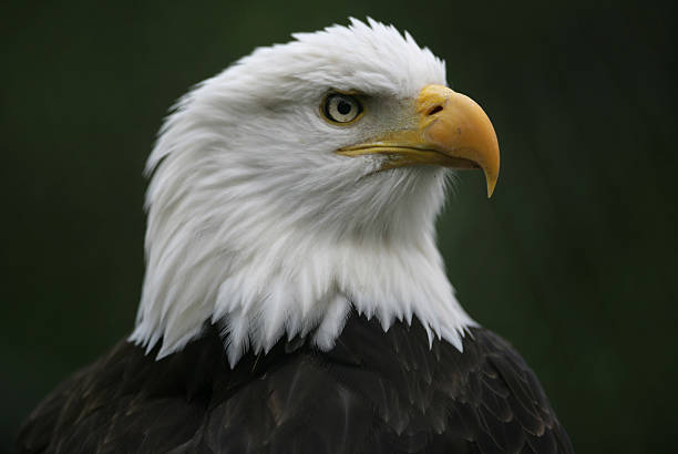 North American Bald Eagle Stock Photo - Download Image Now - American  Culture, Animal Body Part, Animal Head - iStock