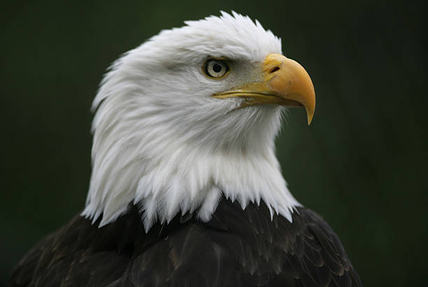 North American Bald Eagle Stock Photo - Download Image Now - American Culture, Animal Body Part, Animal Head - iStock North American Bald Eagle Stock Photo - Download Image Now - American Culture, Animal Body Part, Animal Head - iStock