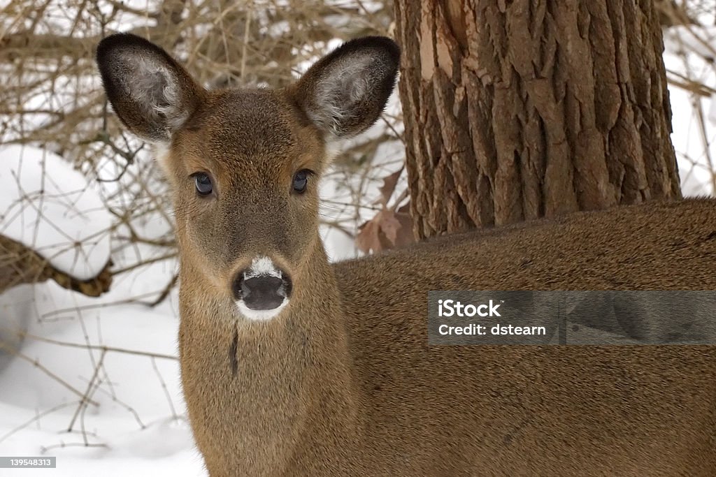 Ein Deer - Lizenzfrei Fotografie Stock-Foto