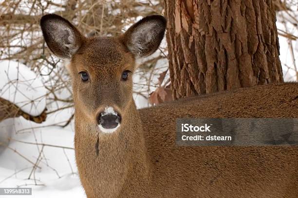 Ein Deer Stockfoto und mehr Bilder von Fotografie - Fotografie, Hirsch, Horizontal