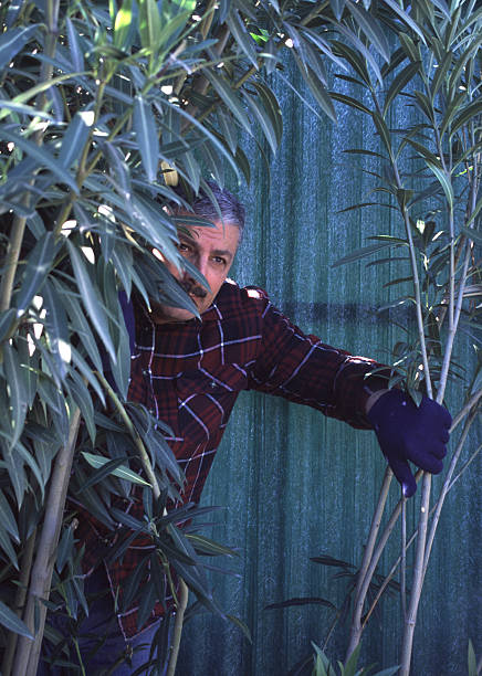 Lurking man stock photo