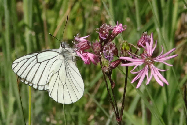 gazé (aporia crataegi) - black veined white butterfly foto e immagini stock