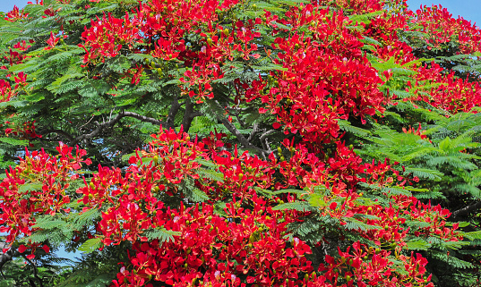 Poinsettia tree (close up) avalanche of striking red flowers and fern like bright green leaves.