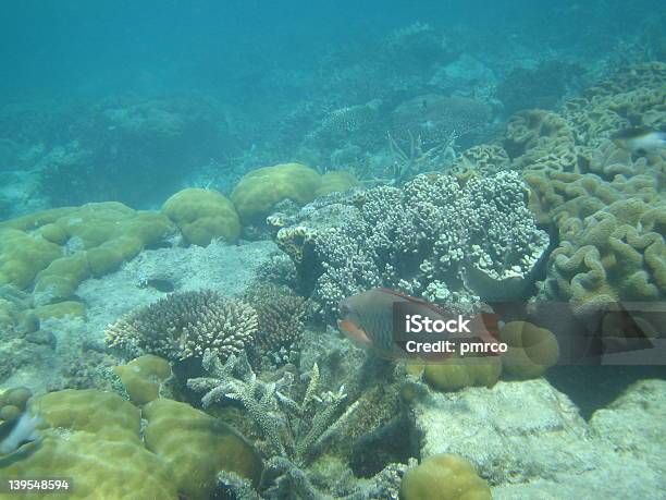 Grande Barreira De Coral 12 - Fotografias de stock e mais imagens de Amêijoa - Animal - Amêijoa - Animal, Anémona - Cnidário, Anémona - Família do ranúnculo