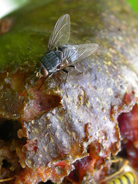 Mosca en pudrirse Figura - foto de stock