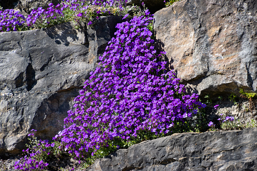 Blue pillows growing in a natural stone wall, also called Aubrieta or blaukissen