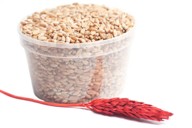 Wheat red ear and wheat grains in bowl isolated on white background.