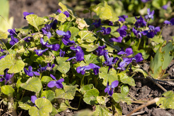 istock Bunch of blooming violets, also called Viola odorata or veilchen 1395487147