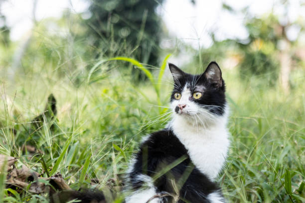 istock Cat playing outside during his own adventure 1395487152