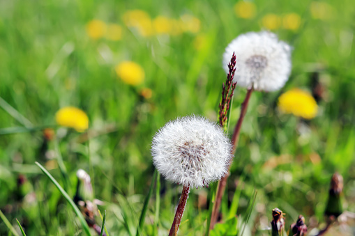 still life macro of a dandelion