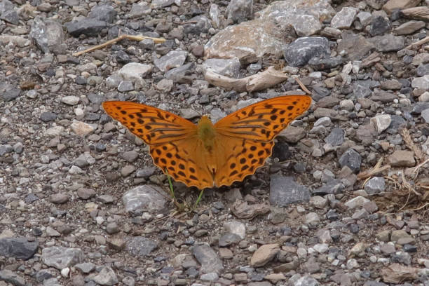 Spanish tobacco (Argynnis paphia) Spanish tobacco (Argynnis paphia) silver washed fritillary butterfly stock pictures, royalty-free photos & images