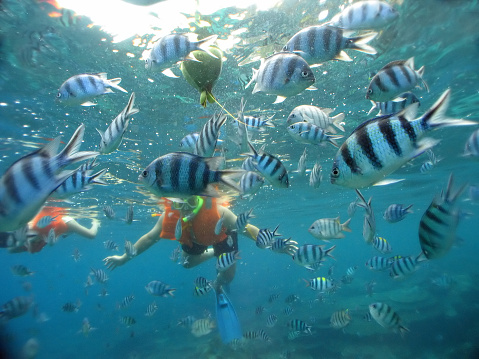 Buceo con esnórquel en el mar tropical crystal clear photo