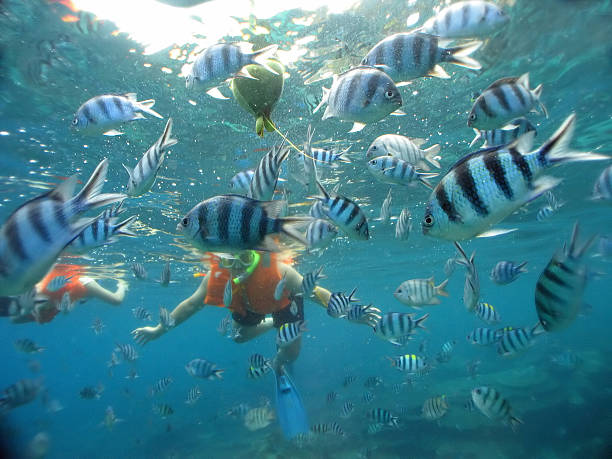 istock Snorkelling in crystal clear tropical ocean 139548804