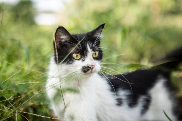 istock Cat playing outside during his own adventure 1395488107