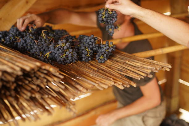 selezione di uve rosse durante la stagione della vendemmia a settembre nel chianti - dried grape foto e immagini stock