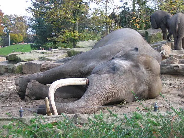 Sleeping asian elephant (male) at the Northern Zoo (Emmen, the Netherlands). November 2004.