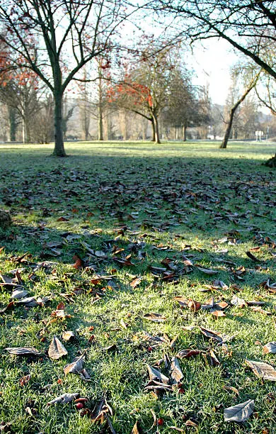 Frosty Park in Winter