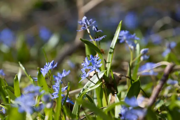 Close up of blue blossom of a bifoliate squill, also called Scilla bifolia