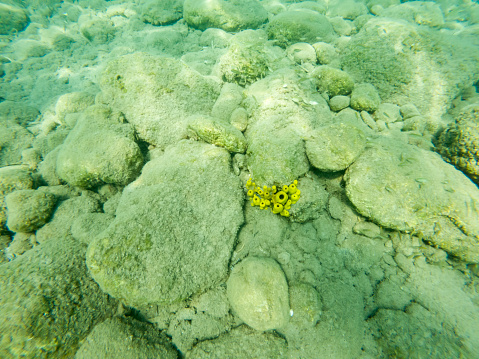 Yellow Tube Sponges on Rock at Underwater