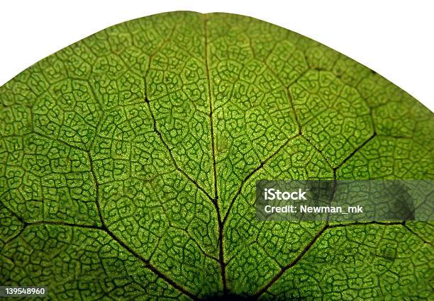 Leaf Detail Stock Photo - Download Image Now - Accessibility, Botany, Bright