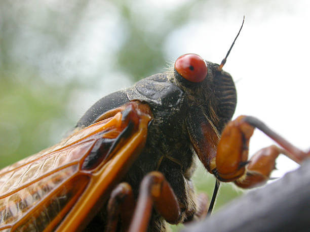 erros pestanas. - locust swarm of insects insect group of animals imagens e fotografias de stock