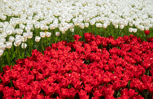 Red and white tulips in garden