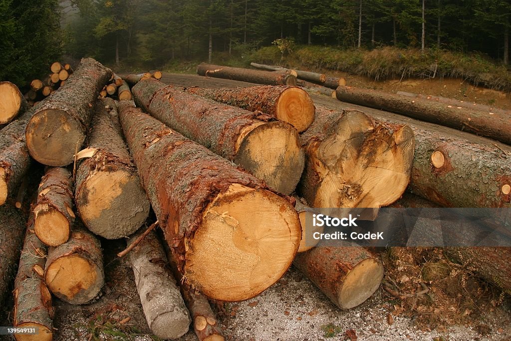 Protokolle - Lizenzfrei Baum Stock-Foto