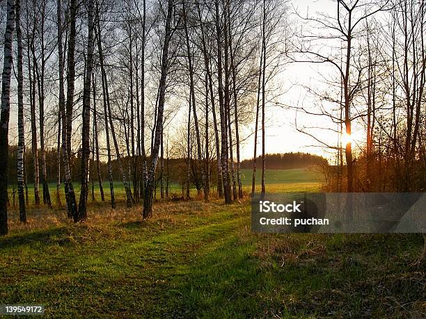 Frühlinglichter Stockfoto und mehr Bilder von Baum - Baum, Birke, Einspurige Straße