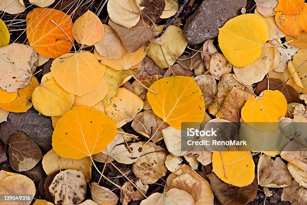 Folhas De Aspen - Fotografias de stock e mais imagens de Ao Ar Livre - Ao Ar Livre, Aspen - Colorado, Cores