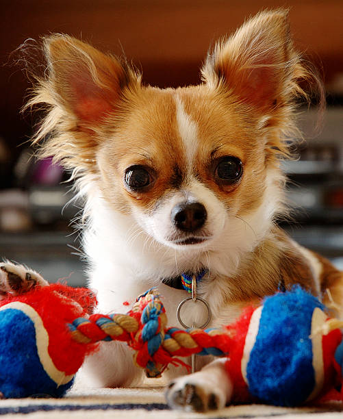 Gus o Chihuahua com Brinquedo - fotografia de stock