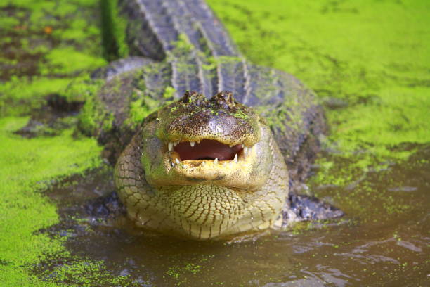istock Alligator in the  Everglades swamp 1395493703