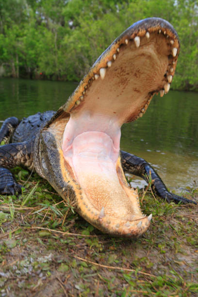 Alligator in the  Everglades swamp Alligator with open mouth  was not happy that the photographer disturbed him on his territory 2273 stock pictures, royalty-free photos & images