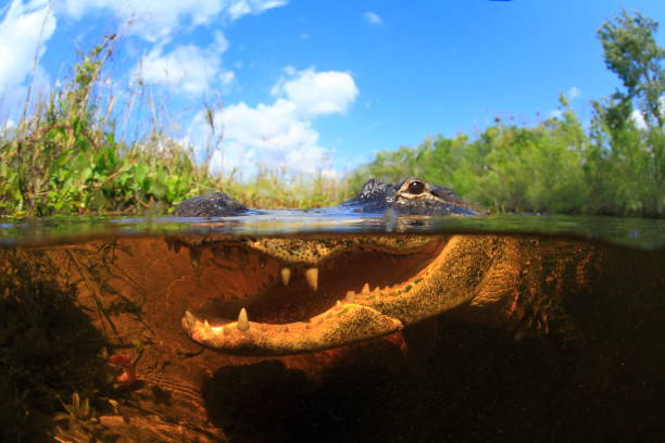 istock Alligator in the  Everglades swamp 1395493891