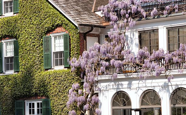 istock Ivy & wisteria covered house 139549535
