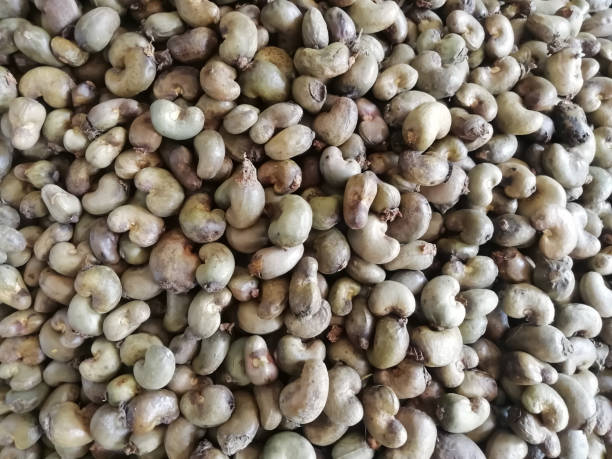 View of Bunch of cashew nuts closeup shot