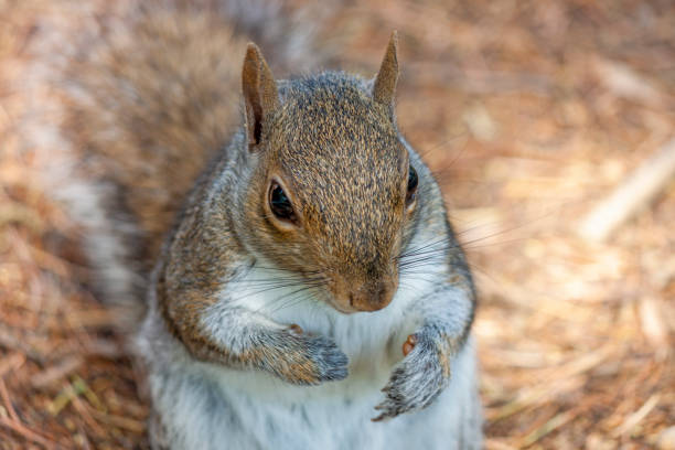 istock a cute eastern gray squirrel (Sciurus carolinensis), also known as the grey squirrel 1395496451