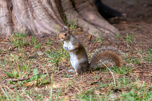 The eastern gray squirrel (Sciurus carolinensis), also known as  the grey squirrel, is a tree squirrel in the genus Sciurus. \nThe gray squirrel in Europe is regarded as an invasive species.