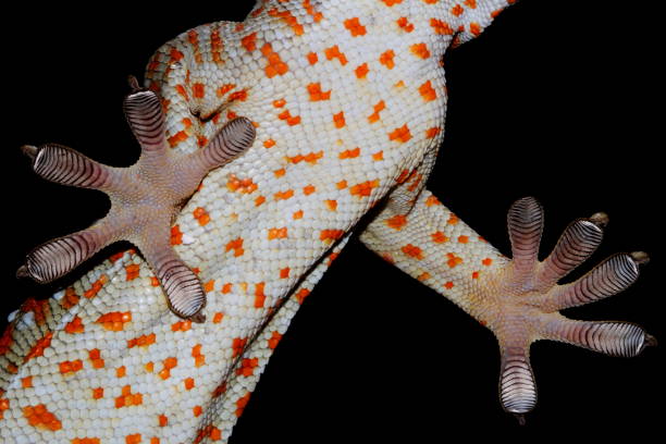 istock Tokay Gekko with orange dots 1395496800