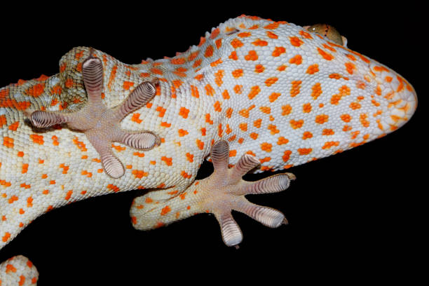 istock Tokay Gekko with orange dots 1395496809